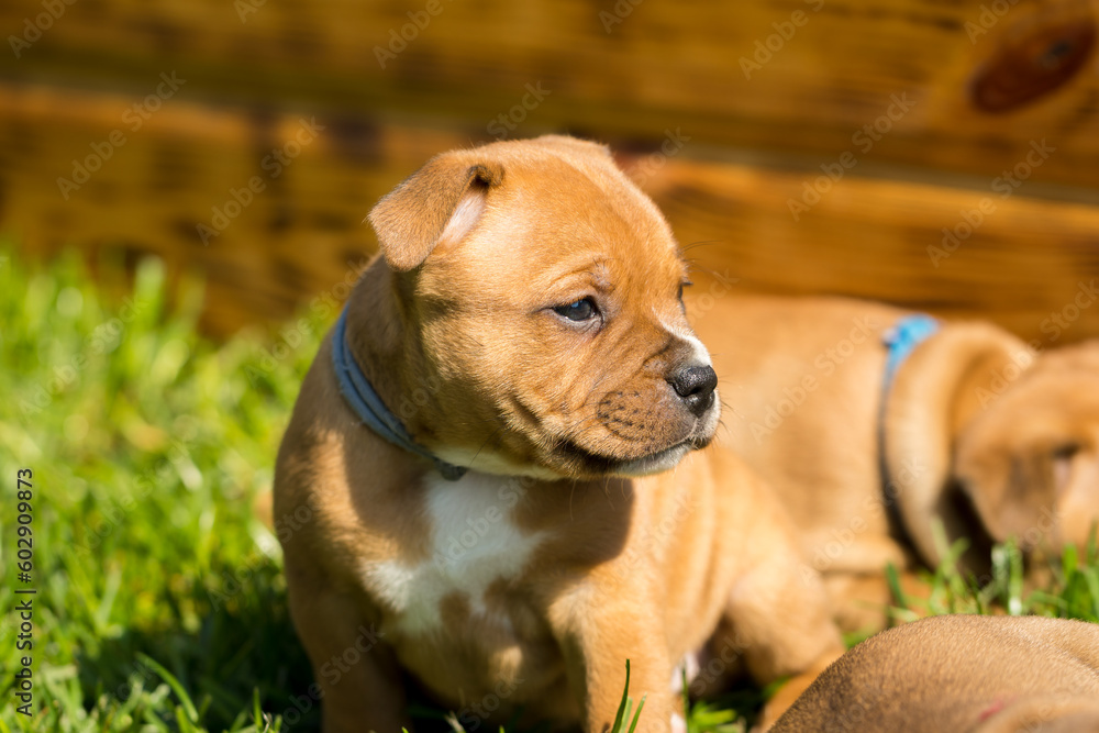 Staffordshire bull terrier, wonderful puppies from professional breeding of purebred dogs in Poland.