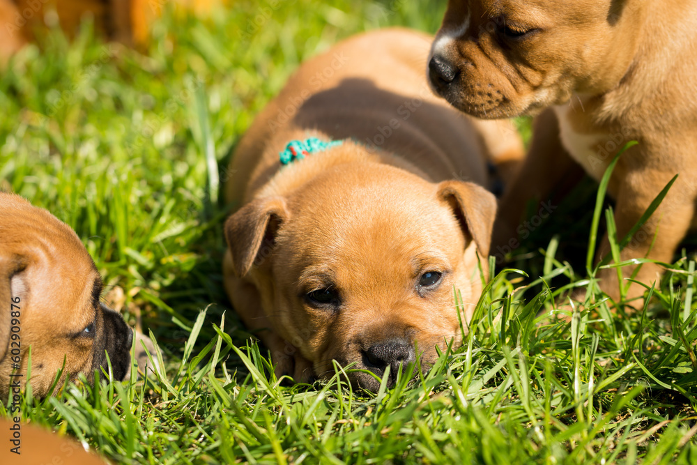 Staffordshire bull terrier, wonderful puppies from professional breeding of purebred dogs in Poland.