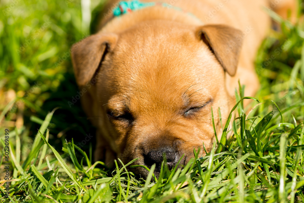 Staffordshire bull terrier, wonderful puppies from professional breeding of purebred dogs in Poland. Staffordshire bull terrier, wonderful puppies from professional breeding of purebred dogs in Poland.