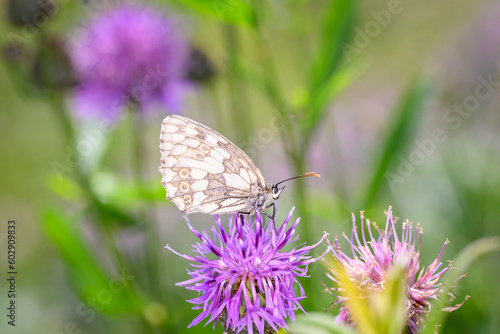 Wallpaper Mural The marbled white - Melanargia galathea resting on Centaurea scabiosa - greater knapweed Torontodigital.ca