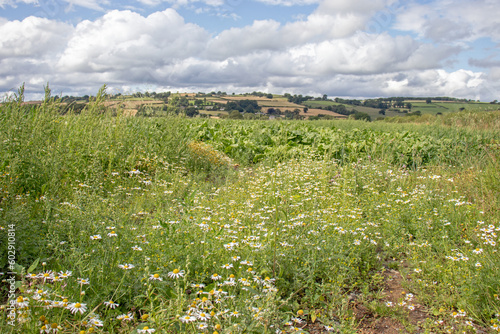 Summertime crops and wild flowers in the countryside.