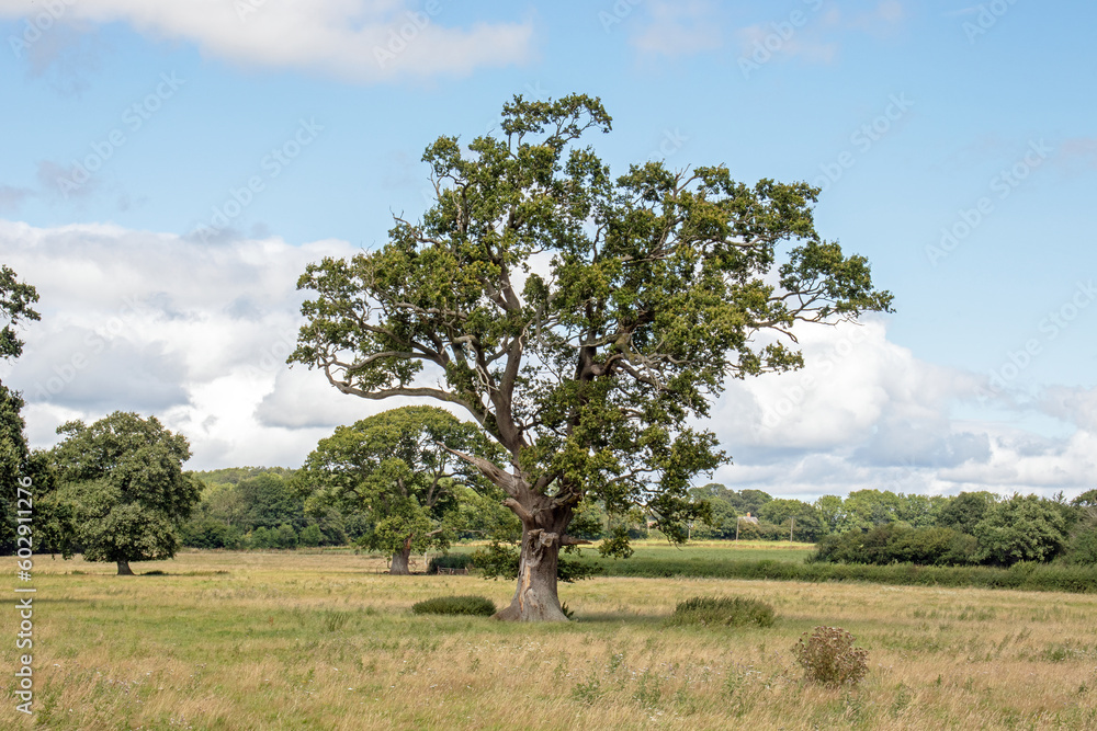 Oak tree in the field