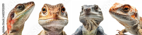Animals reptiles amphibians lizards pets banner panorama long - Collection portrait head closeup of funny reptile amphibian lizard , isolated on white background, Generative Ai photo