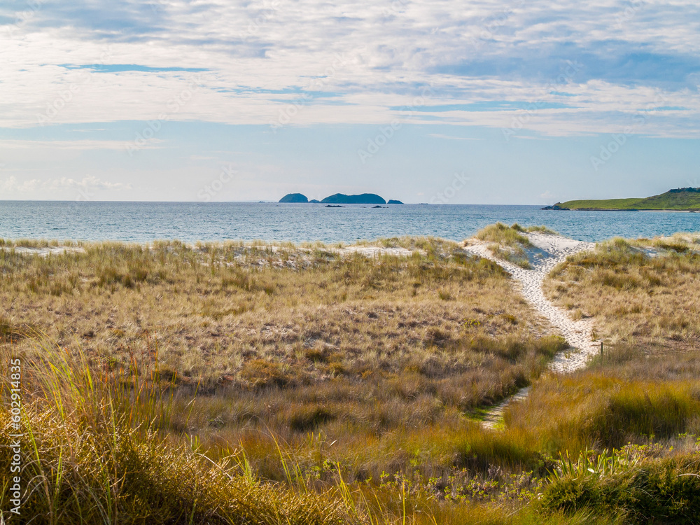 Sand track leading through beach vegetation and dune to water Sand track leading through beach vegetation and dune to water
