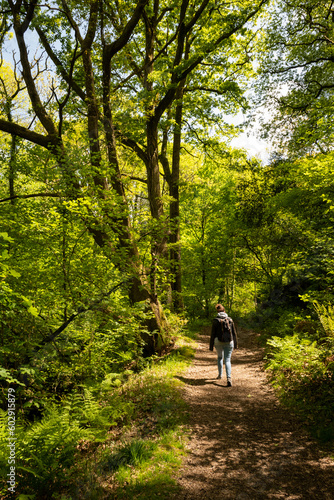 outdoor active lifestyle in British countryside. Lady walks through forest in Wales enjoying nature and green trees on a sunny day. hike in the wild for positive energy health and wellness