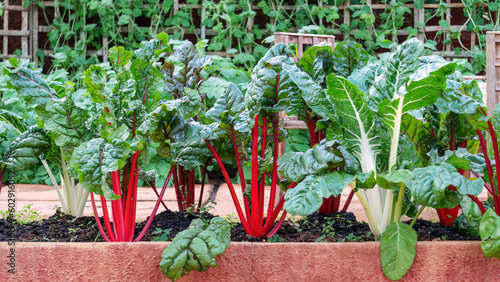 Swiss chard vegetable plant in a garden.