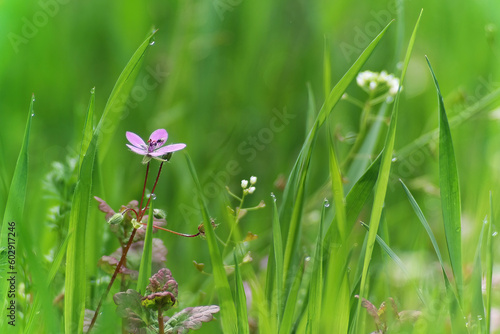Zielone tło naturalne, fioletowy kwiat, krajobraz wiosny.