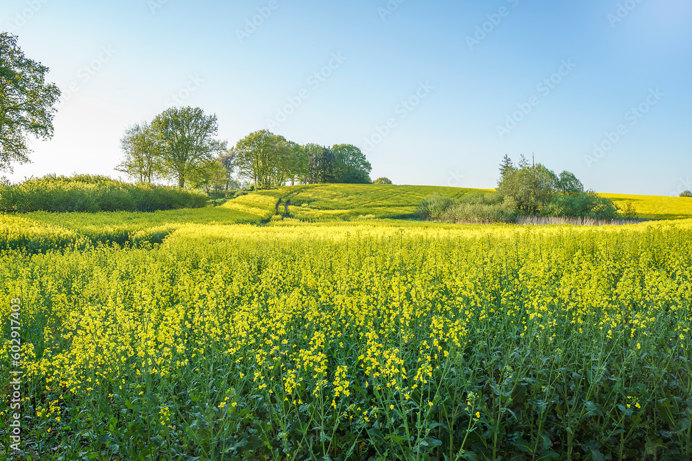 field of rapeseed