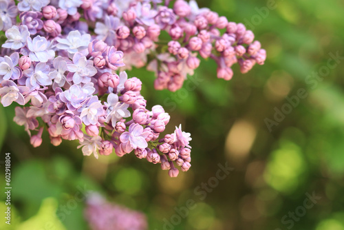 Beautiful double light pink lilac flowers in a spring garden. Lush spring blooming