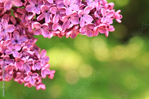 Fototapeta Naklejka Na Ścianę i Meble -  Lilac flowers close-up on a blurred green background. Floral background with pink lilac flowers. An abundance of lilac flowers for a romantic floral banner