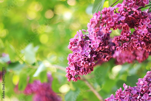 Purple lilac bush blooming in May day. Lilac in the park. Lush spring blooming. Blurred background for text with bloom pink lilac branch in foreground