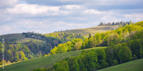countryside scenery in spring. forested rolling hills with grassy meadows on a sunny day. distant ridge with spots of snow beneath a blue sky with clouds. beautiful nature background