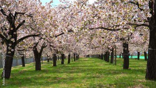 千曲川堤防桜堤の八重桜