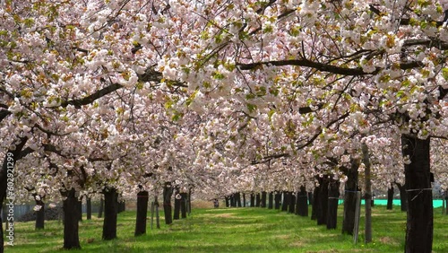 千曲川堤防桜堤の八重桜