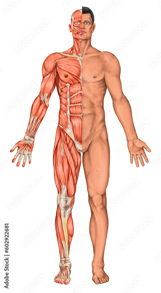 Human body surface and muscles, anterior view. Anatomy of the surface of the human body and muscular system Human body surface and muscles, anterior view. Anatomy of the surface of the human body and muscular system