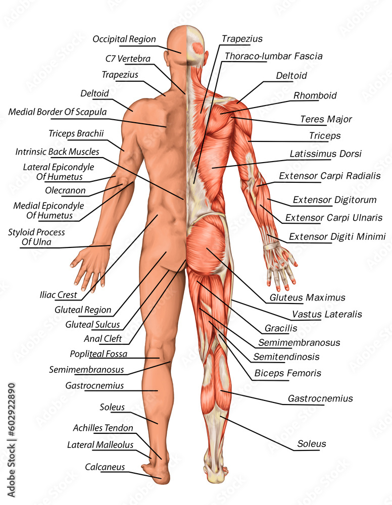 In Shape Muscules Didactic board of human body surface and muscles, posterior view ...