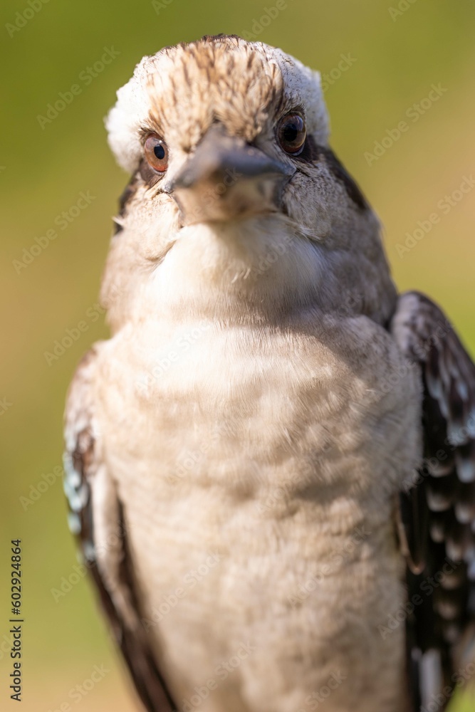 Close up of a beautiful Kookaburra bird in a gum tree in Australia. Australian Native bird. Close up of a beautiful Kookaburra bird in a gum tree in Australia. Australian Native bird.