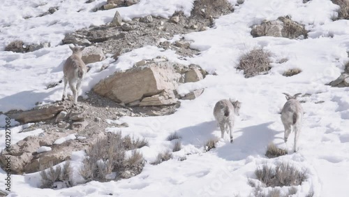 3 Bharal move away in the Himalayas of India. photo