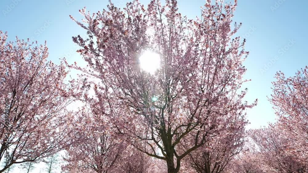 Beautiful pink branches of cherry blossoms on a background of blue sky and sunlight. Sakura flowers, beautiful cherry blossoms in spring in the garden, background of nature flowers, copy space. Beautiful pink branches of cherry blossoms on a background of blue sky and sunlight. Sakura flowers, beautiful cherry blossoms in spring in the garden, background of nature flowers, copy space.