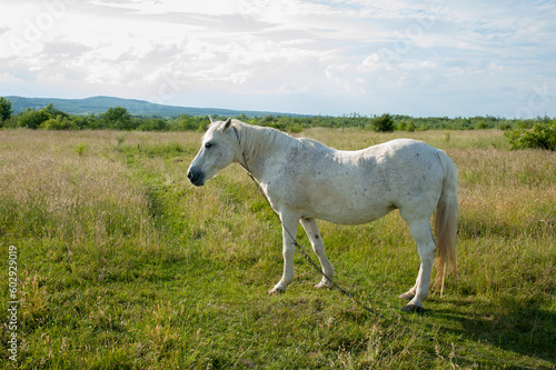 white mare with chestnut foliage in the mountains of a beautiful sunny day © mikhailgrytsiv