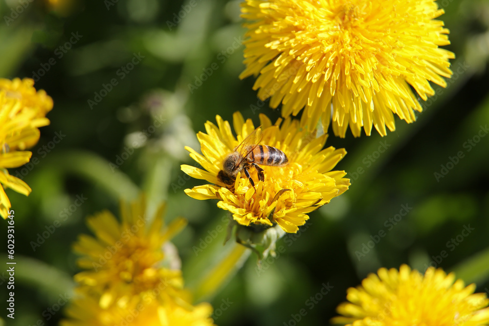 Blurred floral background, dandelions on a sunny day, a bee on a flower