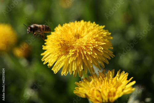 Blurred floral background, dandelions on a sunny day, a bee on a flower
