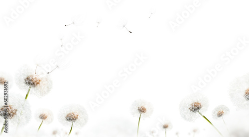 Lots of dandelion seed heads at different focal distances and sizes as if in a field with seeds floating away in the wind on a transparent background. 