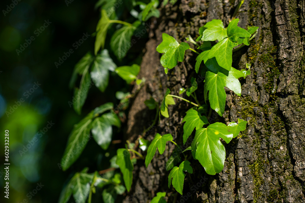 Ivy, Hedera helix or European ivy climbing on rough bark of a tree. Close up photo. Ivy, Hedera helix or European ivy climbing on rough bark of a tree. Close up photo.