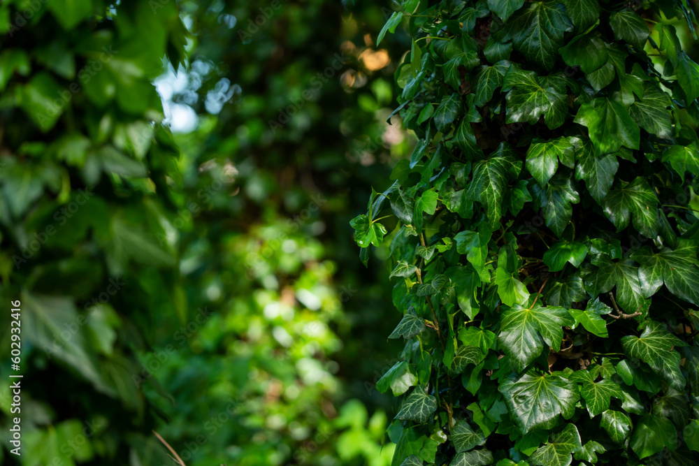 Ivy, Hedera helix or European ivy climbing on rough bark of a tree. Close up photo. Ivy, Hedera helix or European ivy climbing on rough bark of a tree. Close up photo.