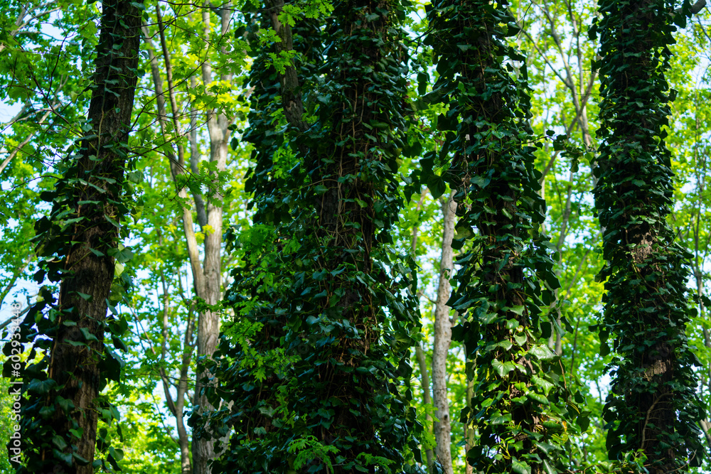 Ivy, Hedera helix or European ivy climbing on rough bark of a tree. Close up photo. Ivy, Hedera helix or European ivy climbing on rough bark of a tree. Close up photo.