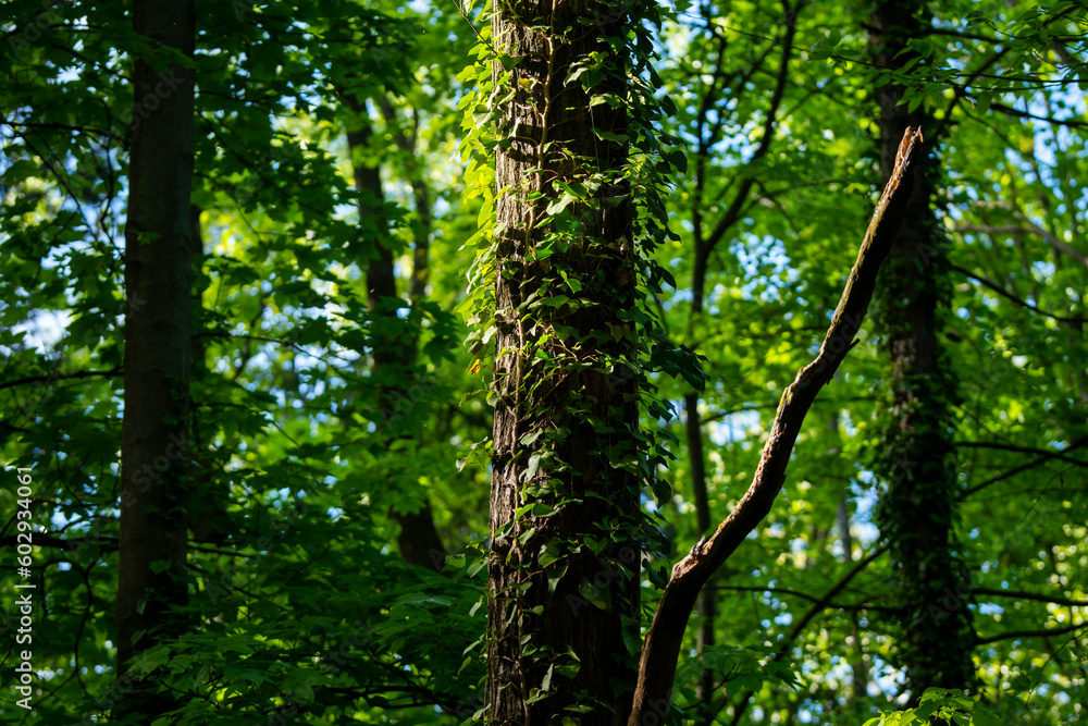 Ivy, Hedera helix or European ivy climbing on rough bark of a tree. Close up photo.