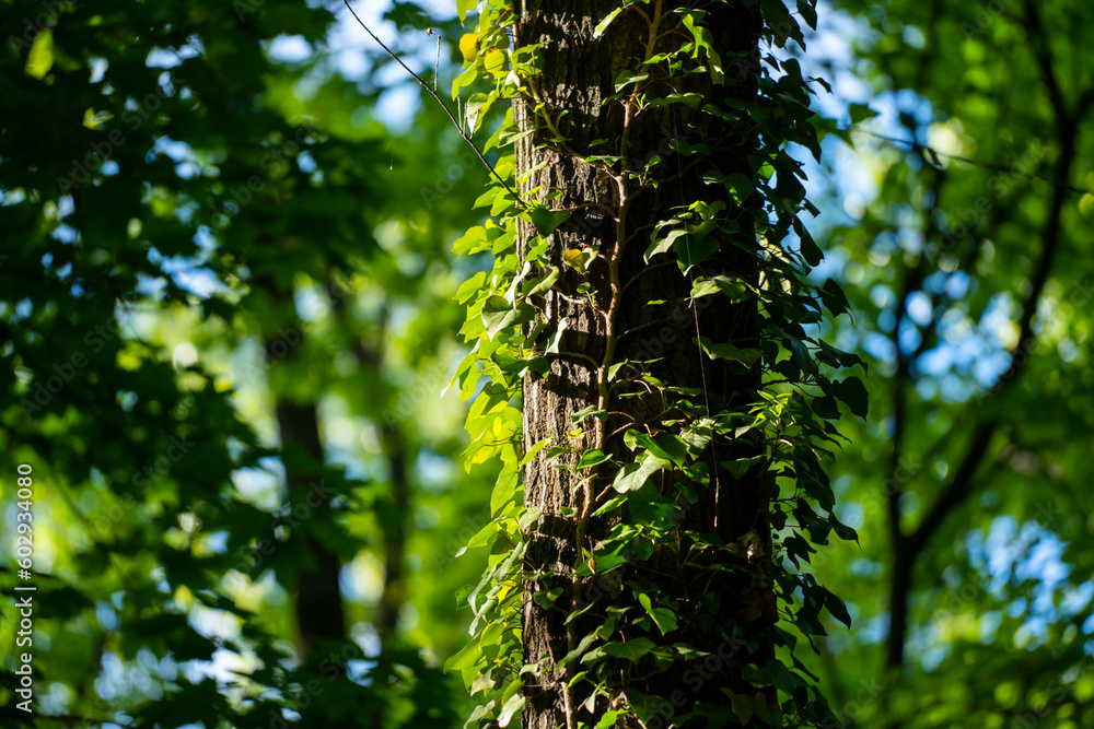 Fototapeta premium Ivy, Hedera helix or European ivy climbing on rough bark of a tree. Close up photo.