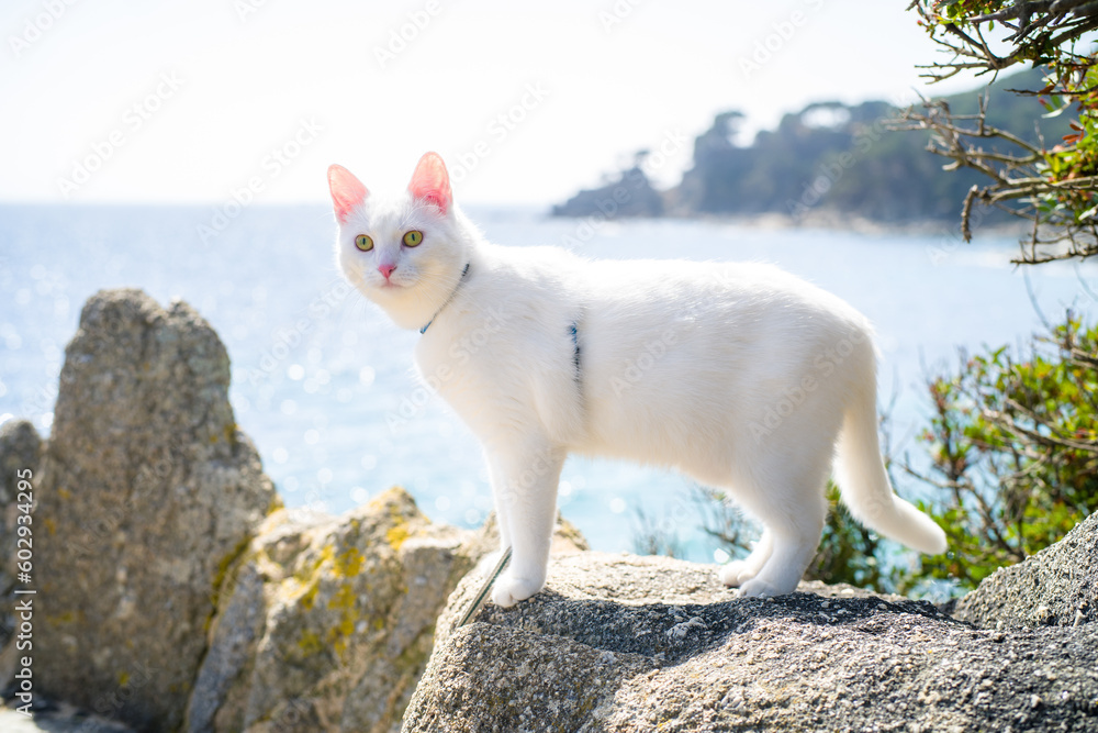 young white khao manee cat in a harness and on a leash. cat on a walk along the seashore young white khao manee cat in a harness and on a leash. cat on a walk along the seashore