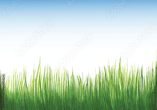 Beautiful green grass Isolated background