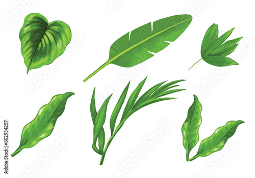 Tropical different type exotic leaves set design
