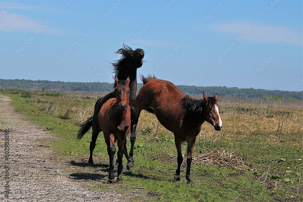Wlid Horse Family Mare Kicking Stallion Paynes Prairie Micanopy FL