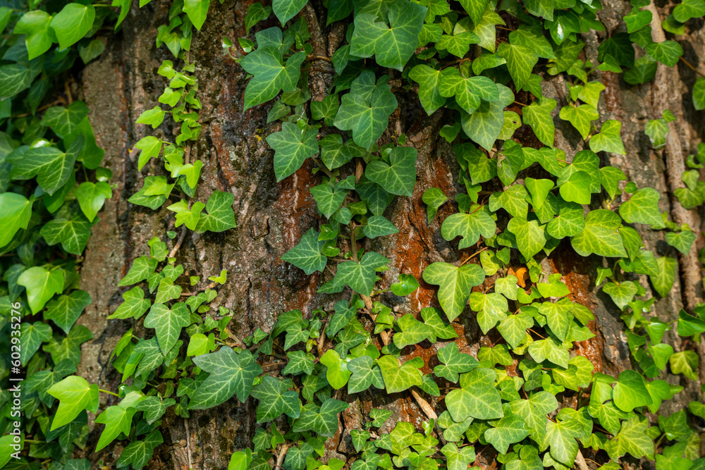 Ivy, Hedera helix or European ivy climbing on rough bark of a tree. Close up photo. Ivy, Hedera helix or European ivy climbing on rough bark of a tree. Close up photo.
