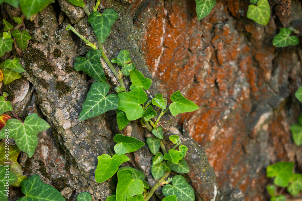 Ivy, Hedera helix or European ivy climbing on rough bark of a tree with natural heart. Close up photo. Ivy, Hedera helix or European ivy climbing on rough bark of a tree with natural heart. Close up photo.