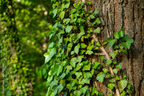 Fototapeta Naklejka Na Ścianę i Meble -  Ivy, Hedera helix or European ivy climbing on rough bark of a tree. Close up photo.