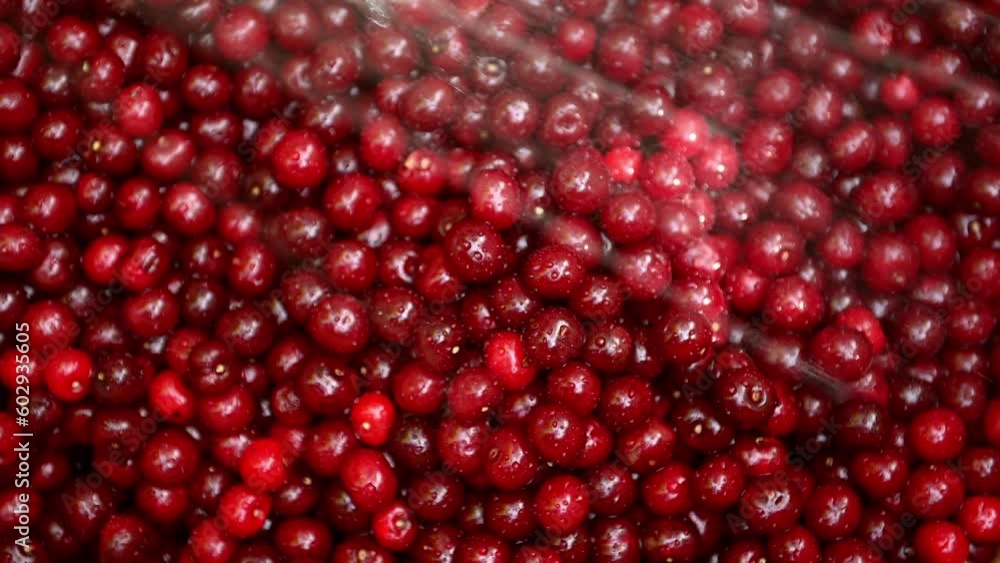 Close-up of a juicy ripe cherry, which is watered with water. Washing fruits. The cherry is irrigated and washed with water.Fresh ripe moist cherry berries close-up outdoors. Healthy eating. Close-up of a juicy ripe cherry, which is watered with water. Washing fruits. The cherry is irrigated and washed with water.Fresh ripe moist cherry berries close-up outdoors. Healthy eating.