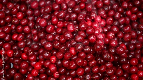 Close-up of a juicy ripe cherry, which is watered with water. Washing fruits. The cherry is irrigated and washed with water.Fresh ripe moist cherry berries close-up outdoors. Healthy eating.