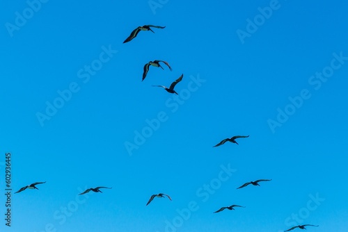 California Pelicans © desanti6