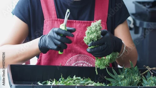 A worker cuts fresh cannabis flower buds with scissors. Marijuana leaf trimming. Cannabis farming for medical and commercial purposes
