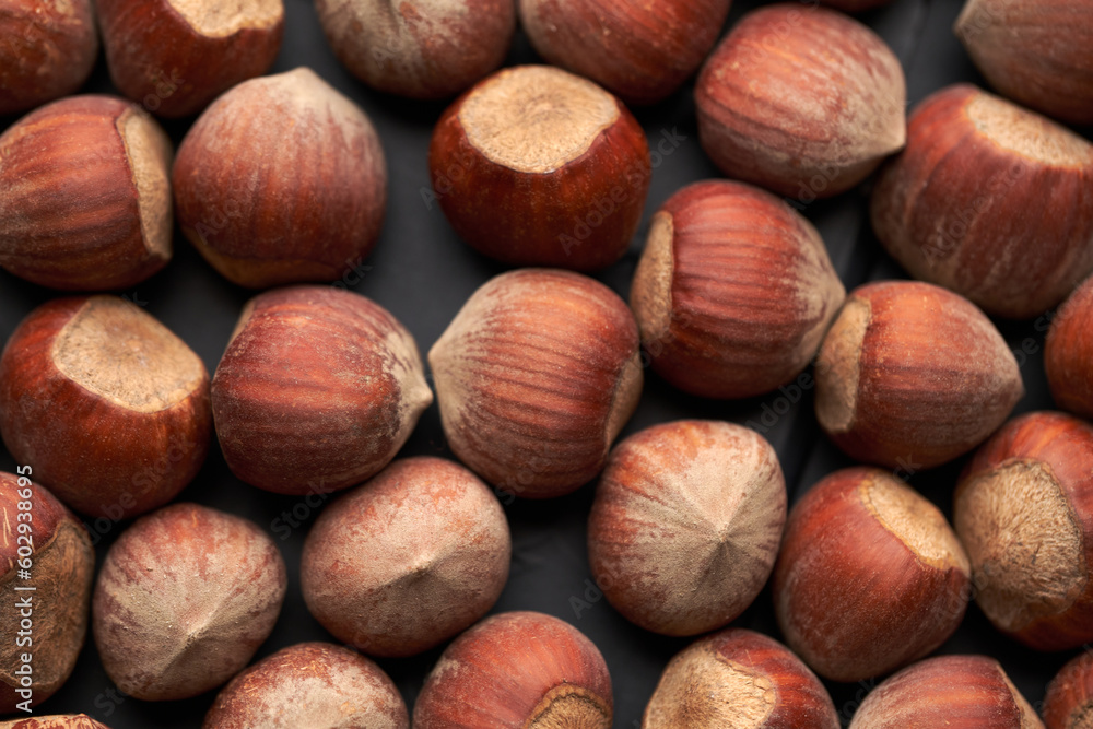 Whole hazelnuts nuts with shell close-up studio shot Whole hazelnuts nuts with shell close-up studio shot