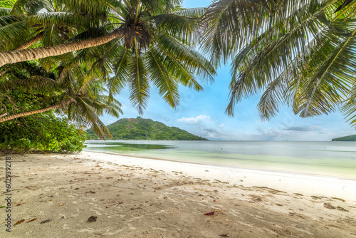 Fototapeta Naklejka Na Ścianę i Meble -  Palm trees by the sea in Anse Madge beach