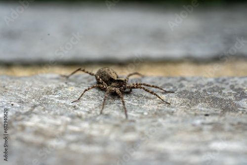  wolf spider on a stone