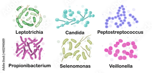 A set of pathogens, bacteria found in the human body. Microbiota. leptotrichia, candida, peptostreptococcus, propionibacterium, selenomonas, veillonella. Vector stock illustration. Microbiome