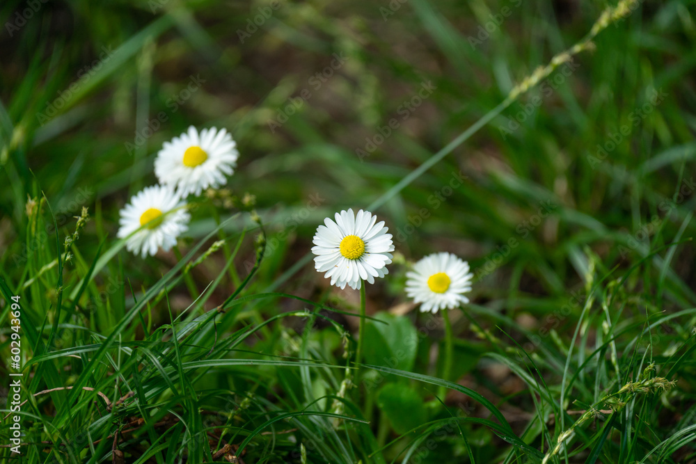 Bellis perennis, also called the daisy plant flower Bellis perennis, also called the daisy plant flower