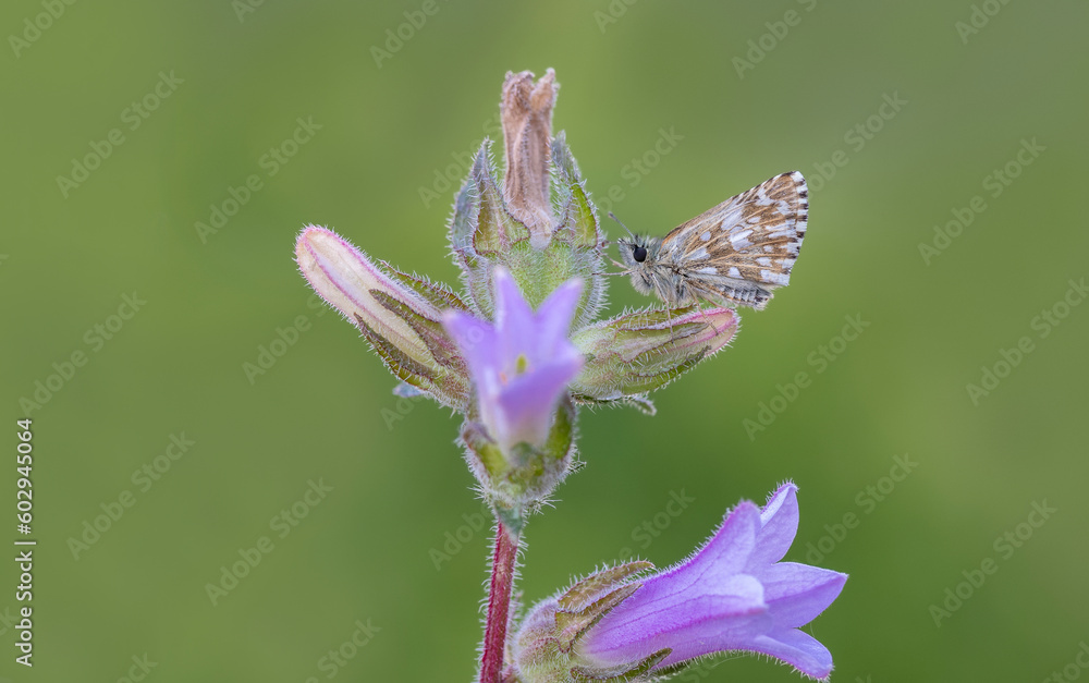 Fototapeta premium Aegean Hoppy butterfly (Pyrgus melotis) on plant