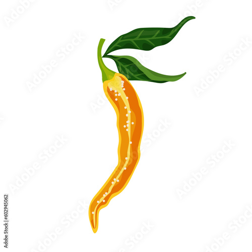 Half a yellow chili pepper. Ripe spicy vegetable. Vector graphics.